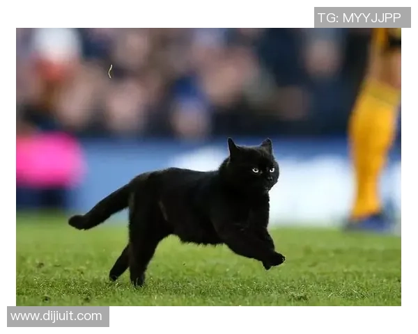 喵喵足球：萌宠与激情交织的绿茵场上演的奇幻冒险之旅